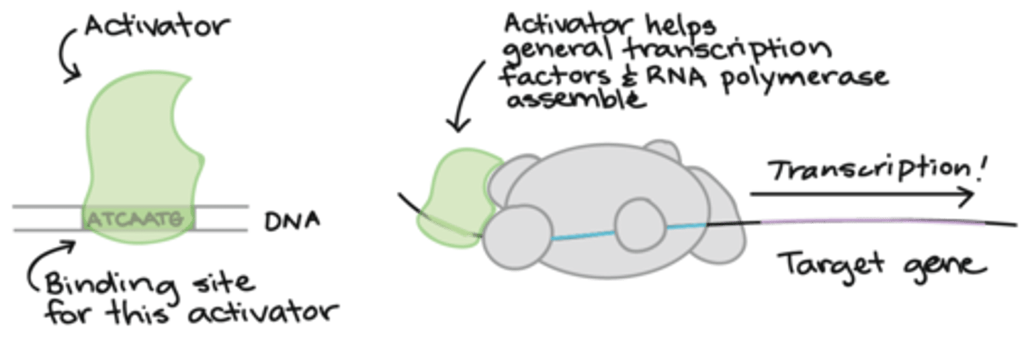 <p>DNA + protein = transcription is made possible, increased</p>
