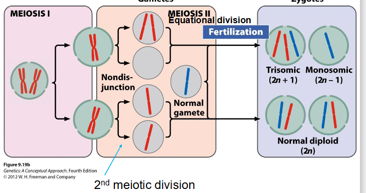 <p>- Human autosomal monosomics not viable, due in in utero</p><p>- some human autosomal trisomics are viable</p>