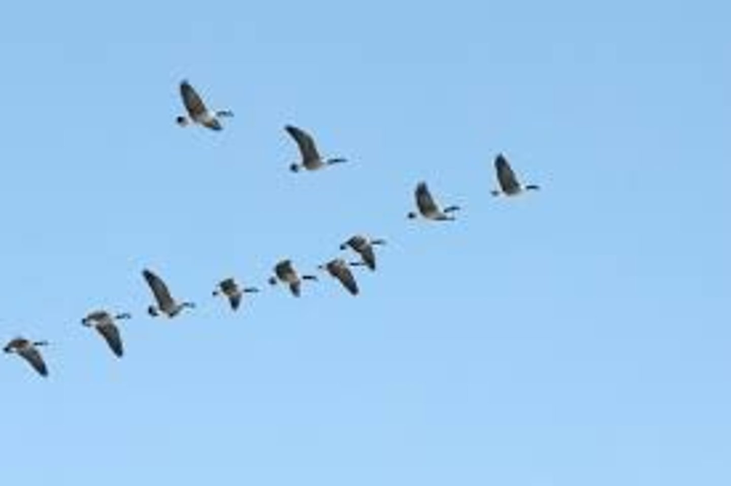 <p>A behavior exhibited by the organism gives it a competitive advantage. For example, migration of birds to warmer climate, hibernation of bears, storing of nuts by squirrels in the winter</p>