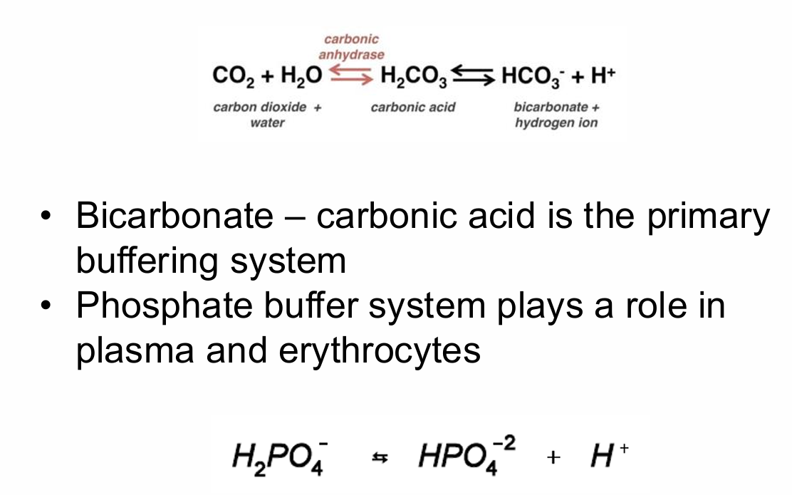 <p>pH</p><ul><li><p> Bicarbonate – carbonic acid is the primary&nbsp;<span style="background-color: transparent; font-size: 1.6rem;"><span>buffering system</span></span></p></li><li><p>Phosphate buffer system plays a role in&nbsp;<span style="background-color: transparent; font-size: 1.6rem;"><span>plasma and erythrocytes</span></span></p></li></ul><p></p>