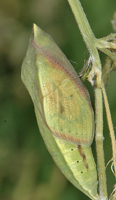 <p>legs and antennae are not visible</p><p>can vaguely see spiracles, wings, head, etc</p><p>holometabolous/complete</p>