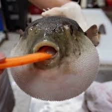 <p>Removes myelin sheath, slow signals</p>
