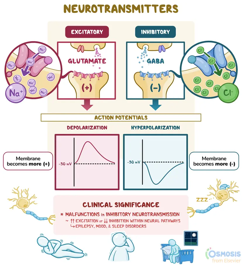 <p>Inhibitory neurotransmitters <em>decrease</em> the chance of an action potential in the postsynaptic neuron, while excitatory neurotransmitters <em>increase</em> the chance of an action potential. </p><p>Both neurotransmitters open channels to create their effect. Inhibitory neurotransmitters bind to receptors to allow <em>negative</em> ions to enter, but excitatory neurotransmitters open positive Na<sup>+</sup> ion channels. Inhibitory neurotransmitters hyperpolarize the neuron, while excitatory neurotransmitters depolarize the neuron. </p>