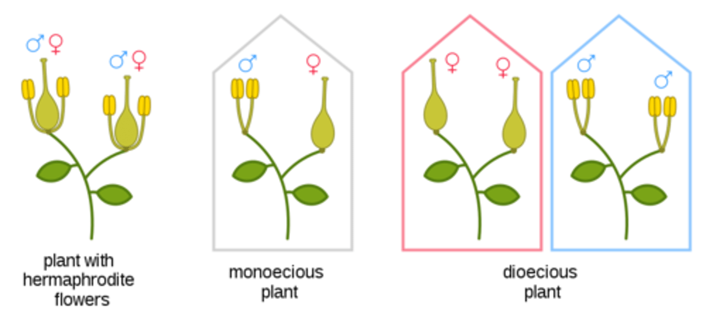 <p>= plant that has only male or female flowers.</p>