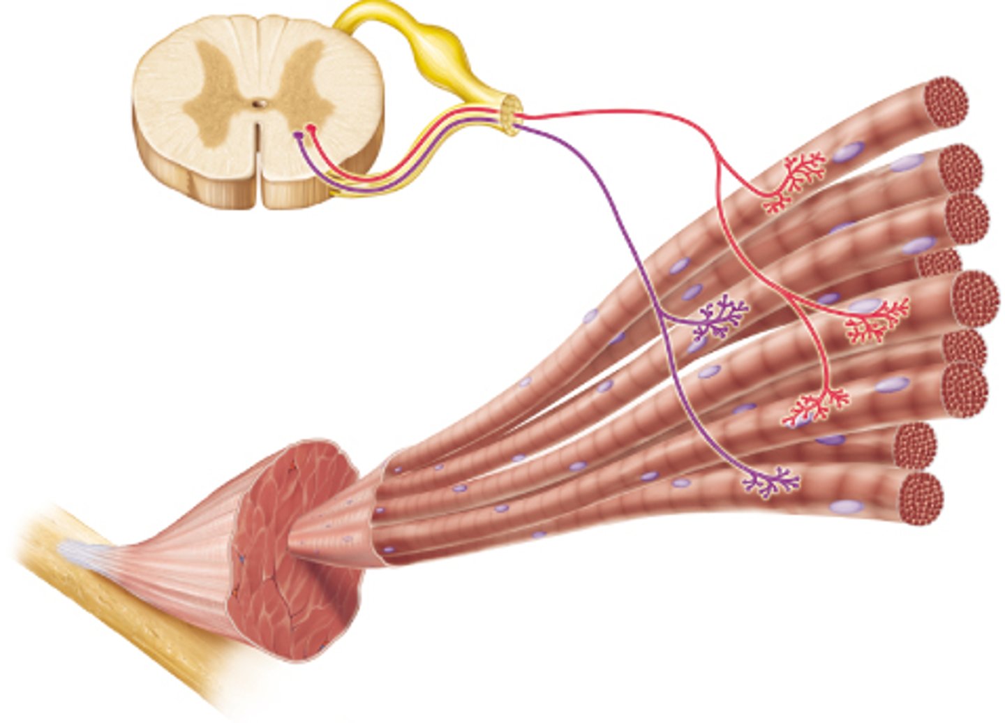 <p>one nerve cell and all its associated muscle cells</p>