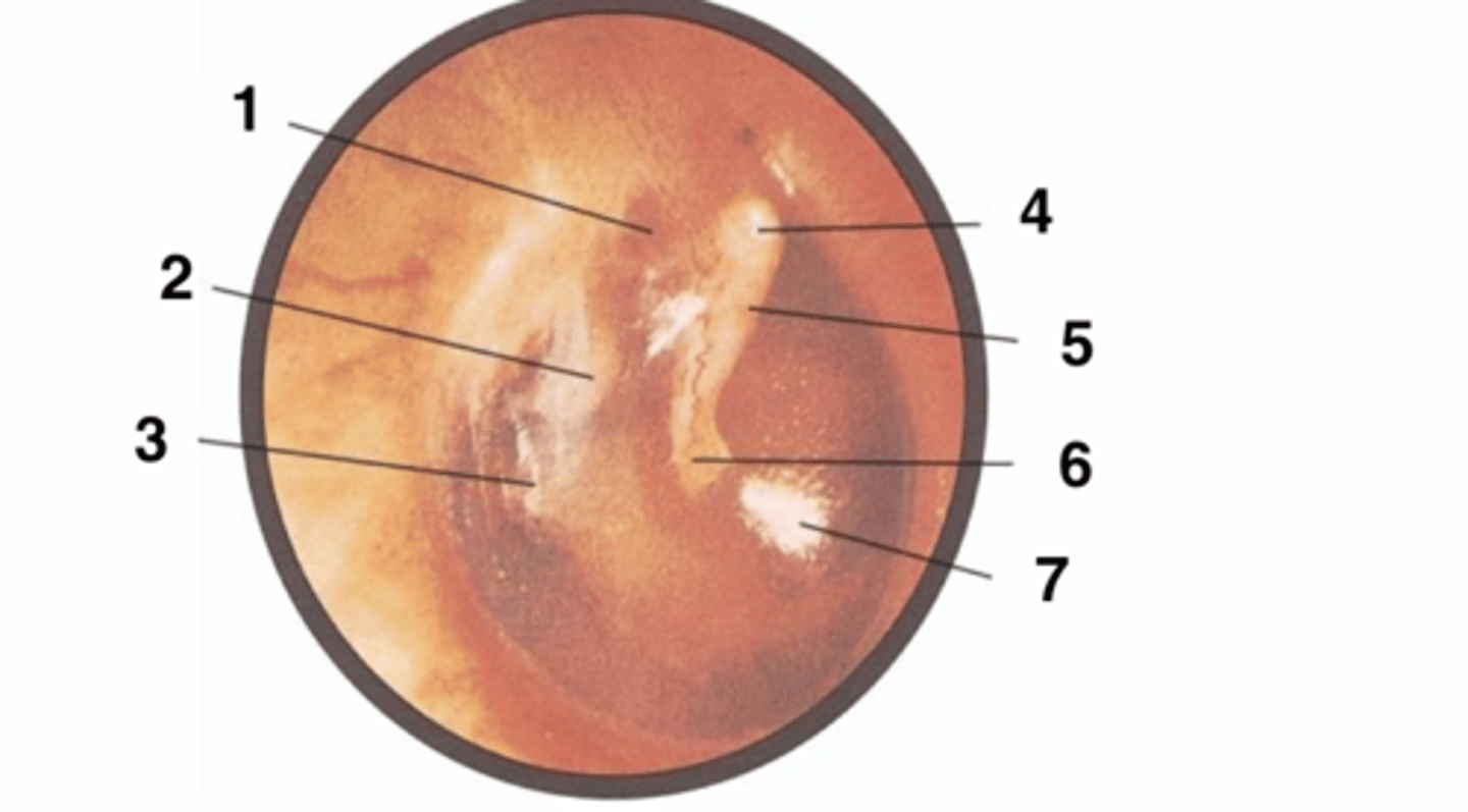 <p>7</p>