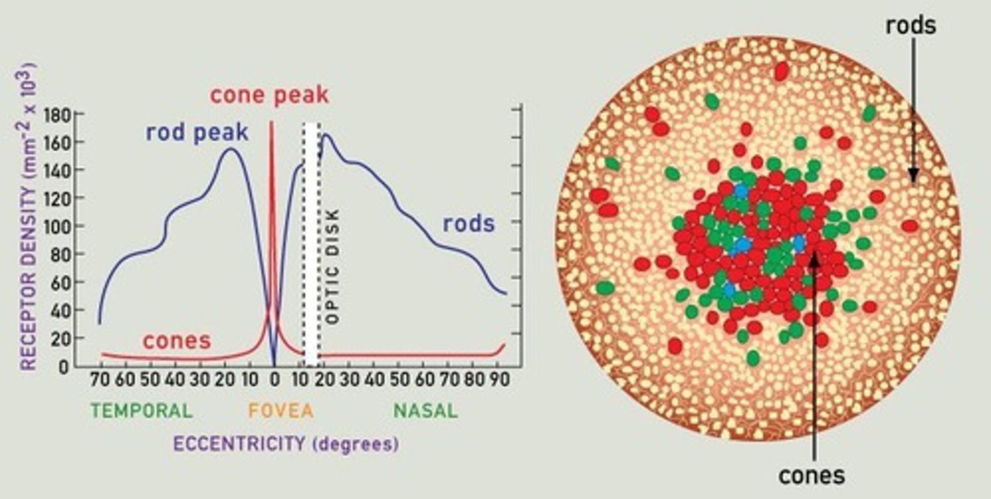 <p>Rods and cones.</p>