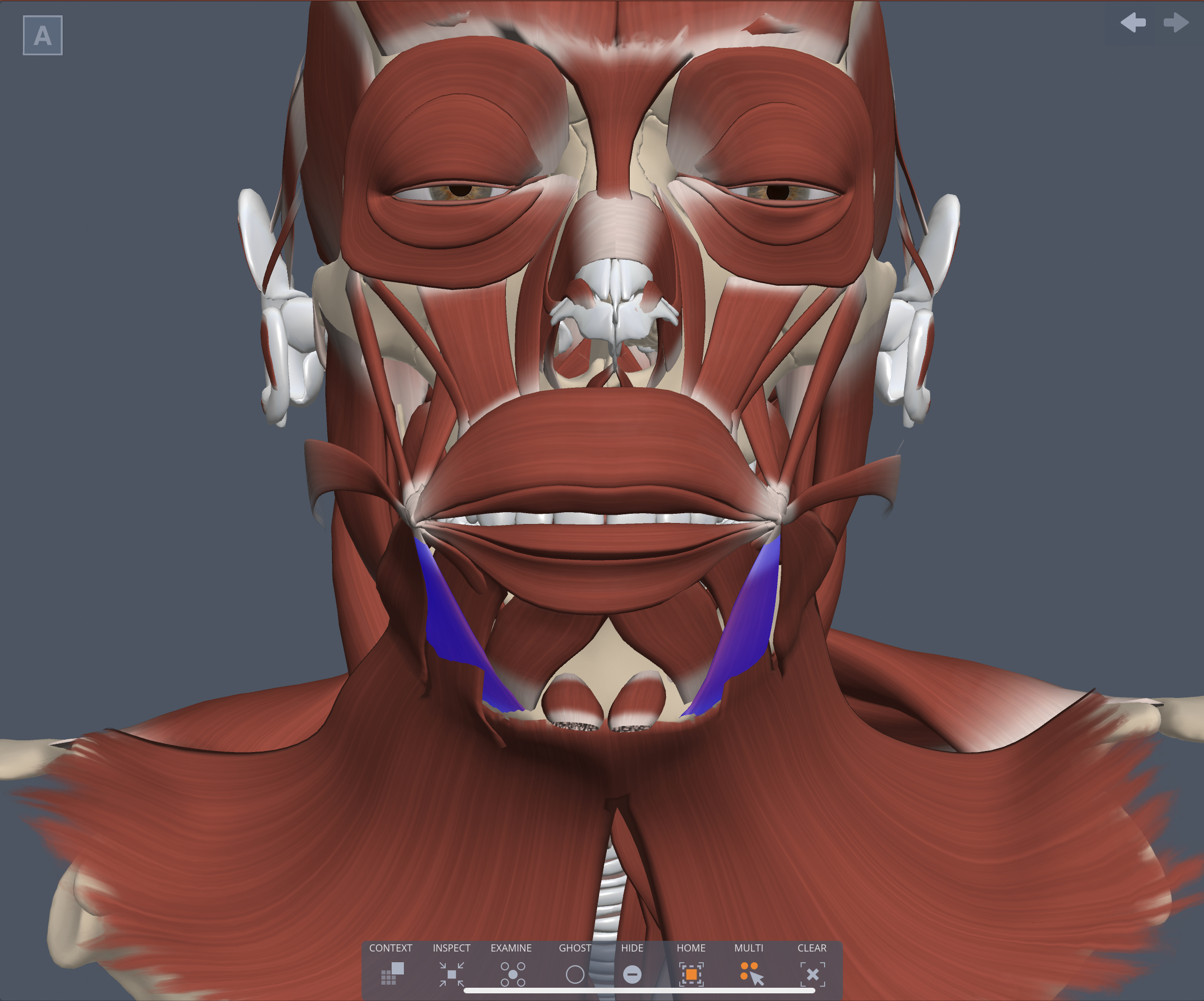 Innervation of Depressor anguli oris muscle