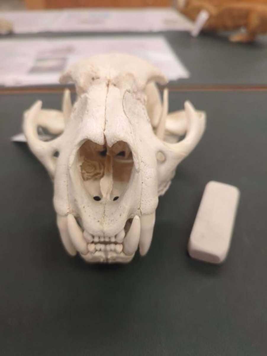 <p>What animal is this? Answer with "Skull" after animal name.</p>