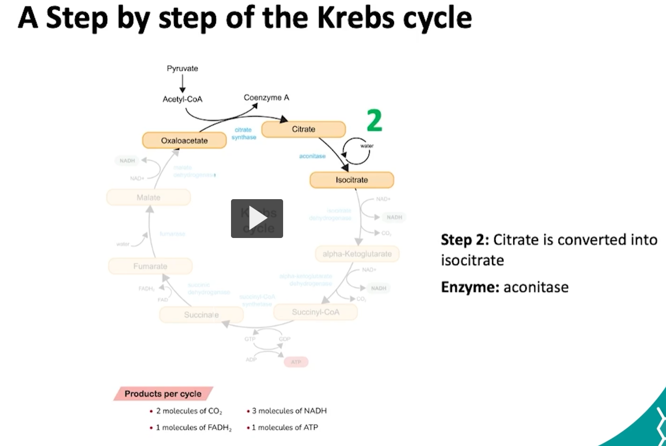 <p>the second step of the krebs cycle is the conversion of citrate to isocitrate. this conversion is done by the aconitase enzyme. </p><p>what is happening during this reaction is: the citrate will undergo a dehydration to form a cis aconitase, which is then hydrated into isocitrate. </p><p>this ensures that the molecule is more reactive for oxidation. </p>