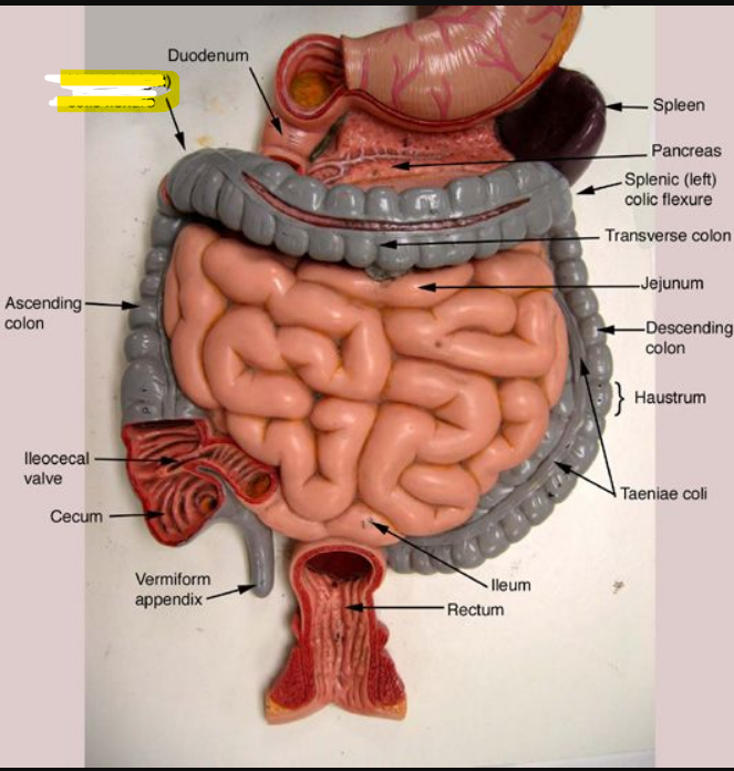 or hepatic flexure
