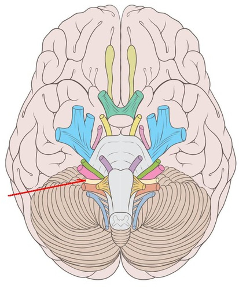 <p>Glossopharyngeal nerve: receive sensory information from the tonsils, pharynx, middle ear, and posterior tongue and innervates the stylopharyngeus muscle and parotid gland. Both. Emerge posterior to the olive on the lateral aspect of the medulla oblongata. Exit at jugular foramen.</p>
