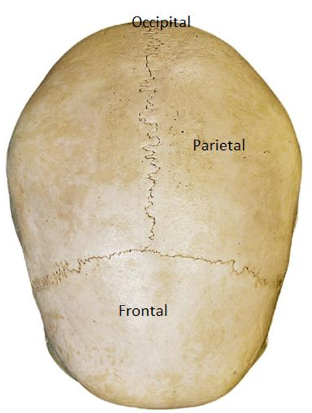 <p>Cranial vault</p>