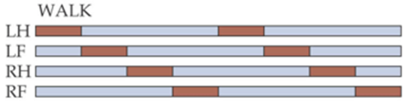 <p>Activity of these muscles in different limbs is also co-ordinated ____________ the limbs so that legs ___________</p>