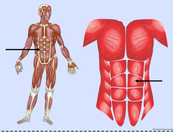 <p>What major muscle is this?</p>
