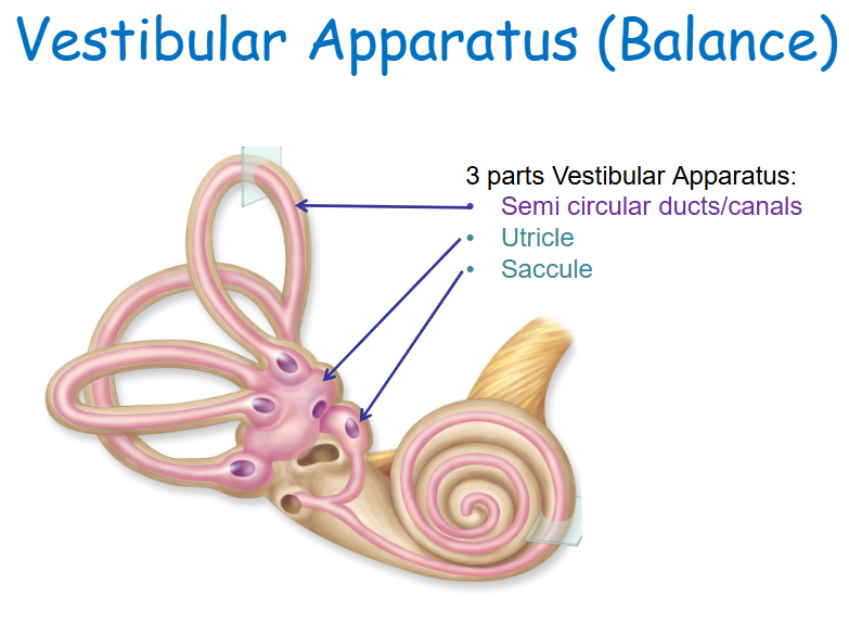 <p>Vestibular Apparatus: Semicircular ducts/canals, Utricle, Saccule </p>