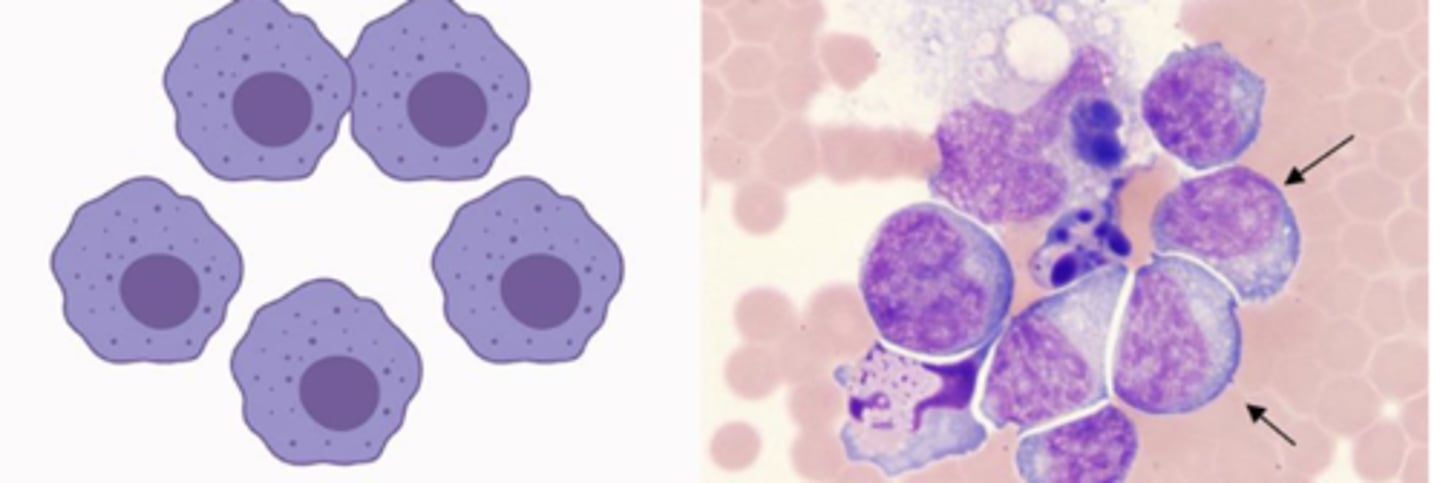 <p>What category of cells are these?</p>