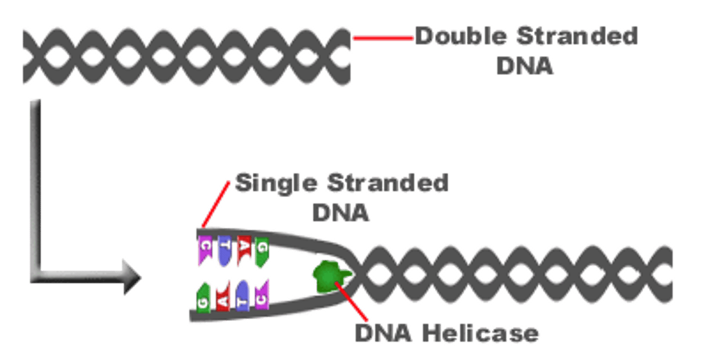 <p>An enzyme that untwists the double helix at the replication forks, separating the two parental strands and making them available as template strands.</p>