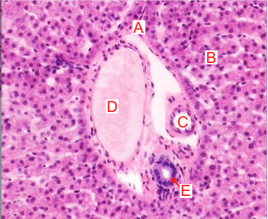 <p>LETTER “B” IS REPRESENTING</p>
