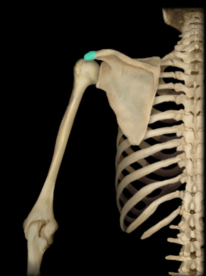 <p>Articulates with clavicle</p>