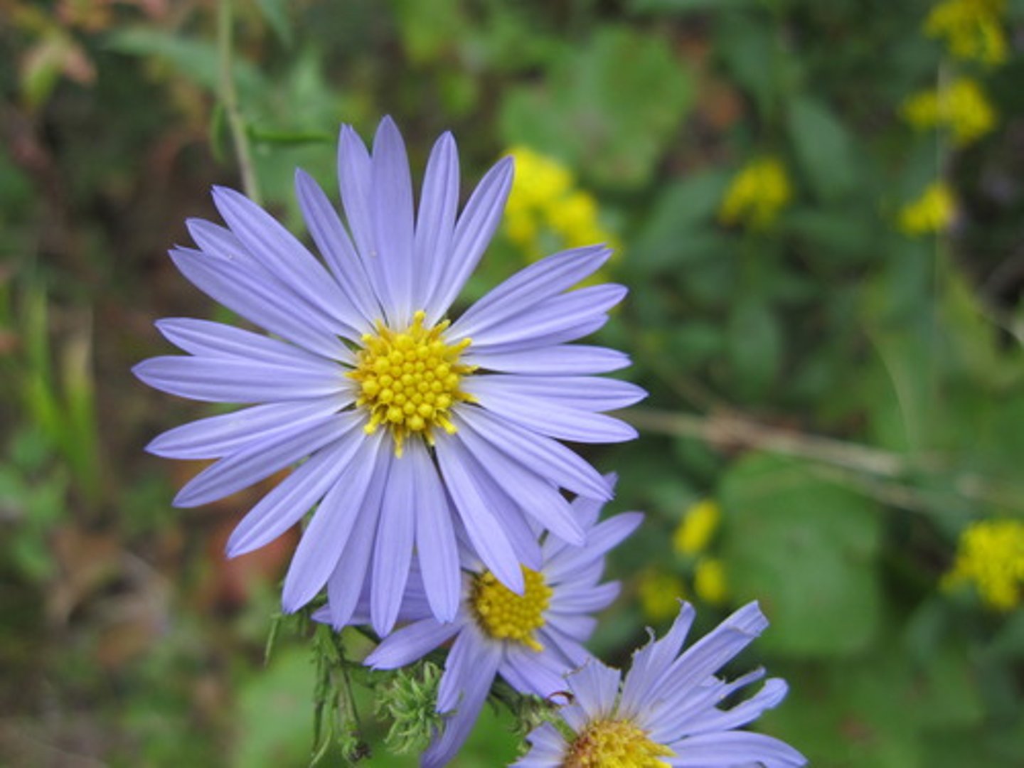 <p>Aster spp.</p>