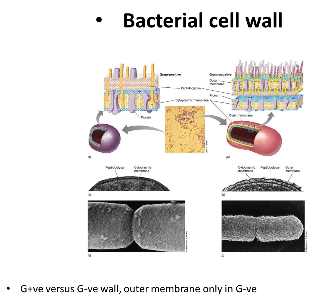 <ul><li><p>G+ve bacteria have a cytoplasmic membrane and a large layer of peptidoglycan over it</p></li><li><p>G-ve bacteria have a thin layer of peptidoglycan around the cytoplasmic membrane, followed by a second outer unit membrane (so they don’t take up gram stain), with large carbohydrate chains sticking off- inbetween the two membranes is the periplasm</p></li></ul><p></p>