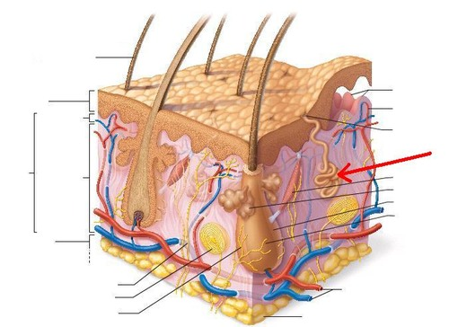 <p>gland secreting watery fluid to epidermis</p><p>produces sweat in response to heat or stress</p>