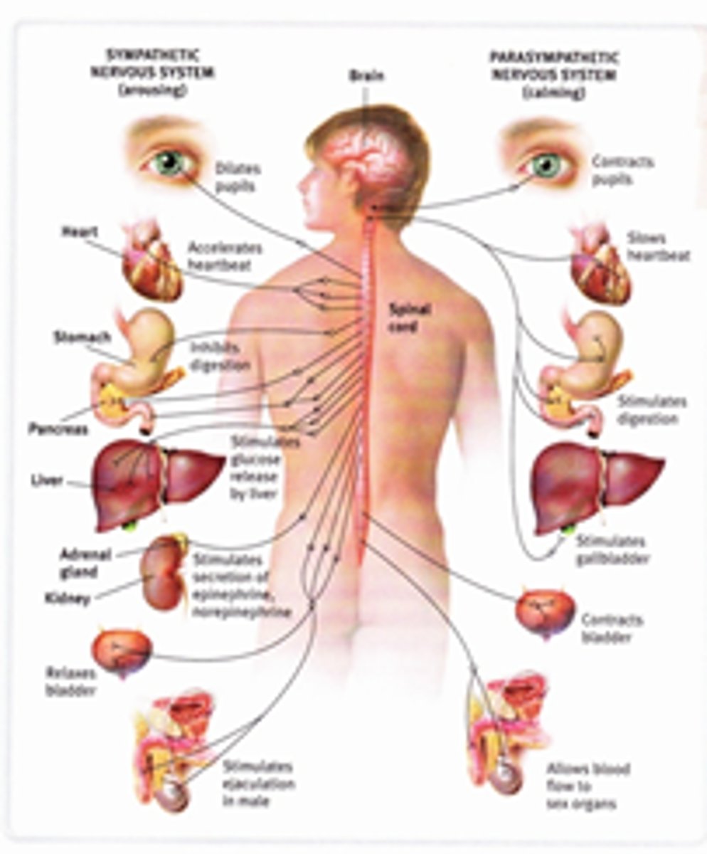 <p>part of the PNS</p><p>controls:</p><p>- glands + muscles of the internal organs (heart)</p><p>- automatic</p><p>sympathetic division arouses</p><p>parasympathetic division calms.</p>