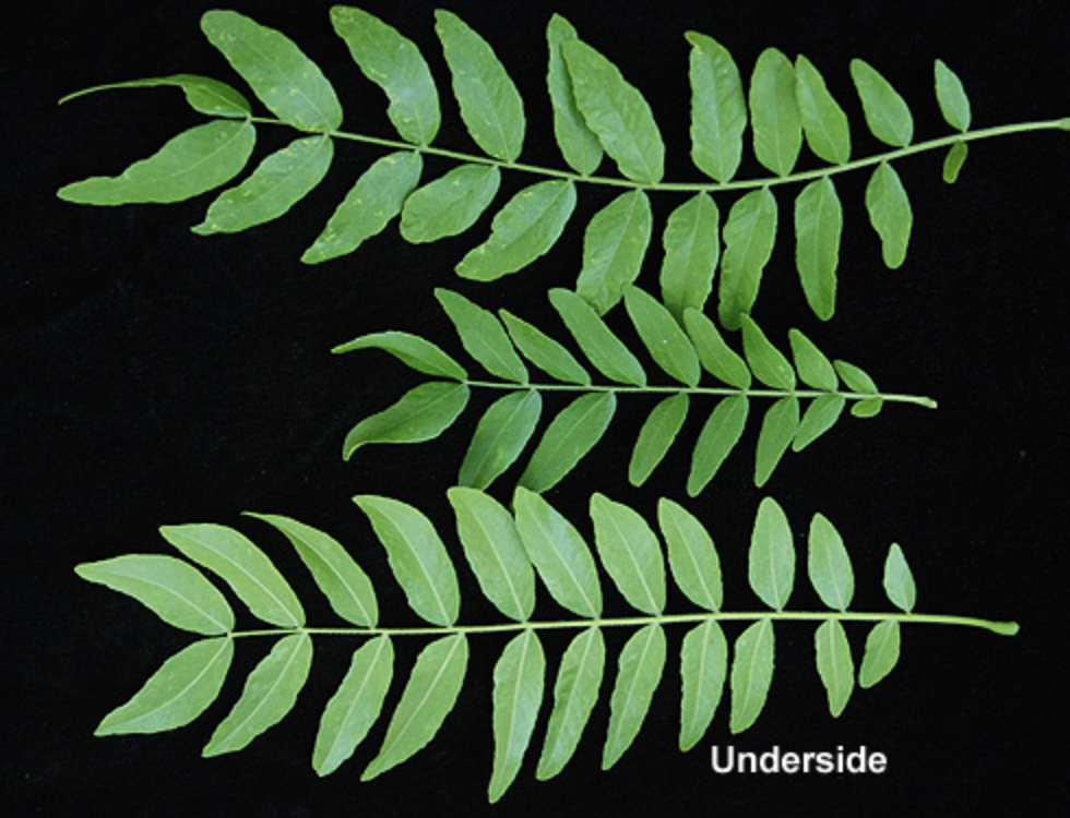 <p><em>Gleditsia triacanthos</em><span> forma </span><em>inermis </em></p>