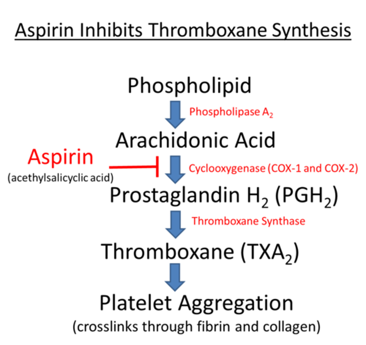 <p>inhibits cyclooxygenase within platelets which ↓ thromboxane A2 production = ↓ platelet aggregation</p>