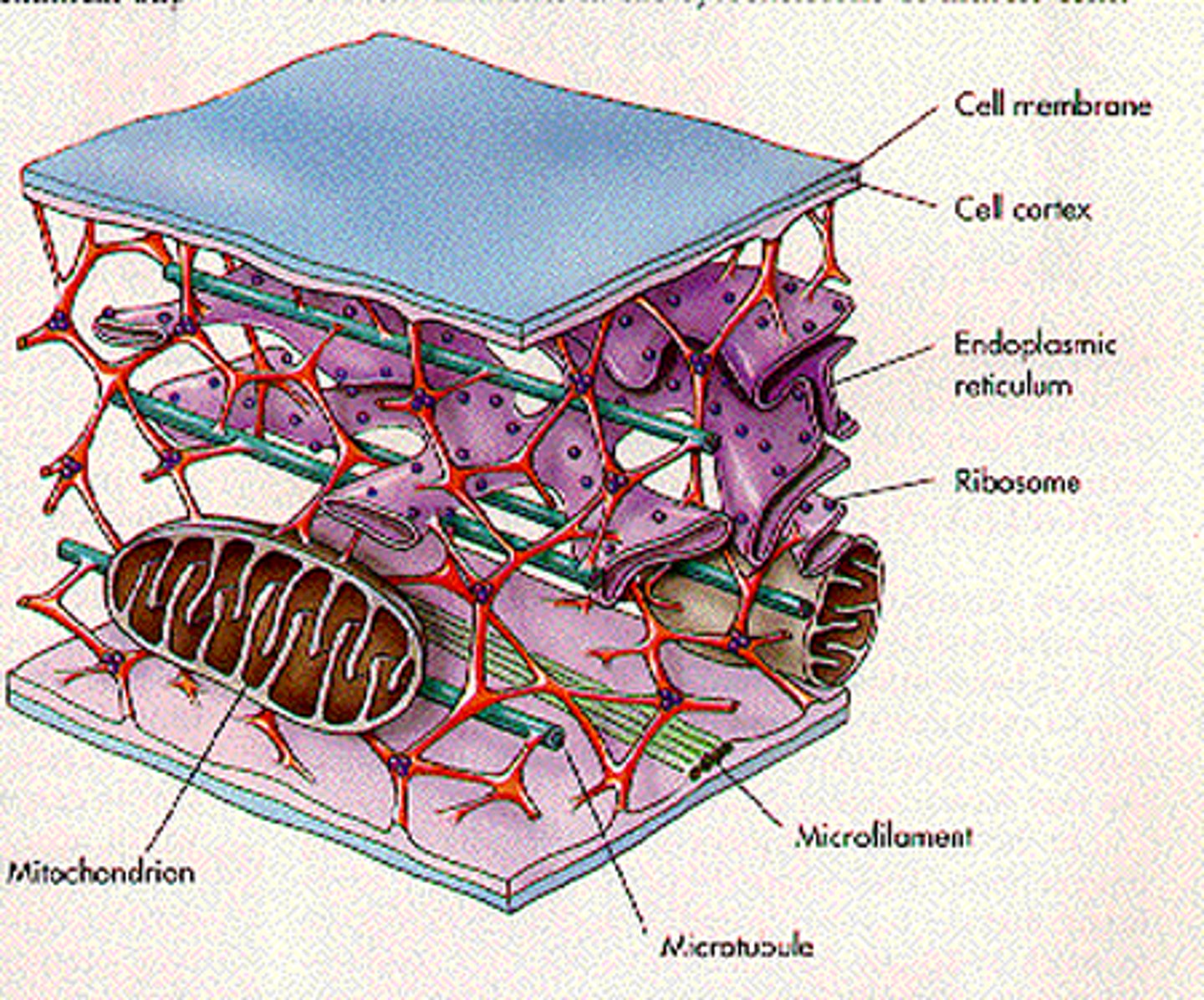 <p>Transport system that is also the protein structure in a cell and therefore prevents cells from collapse.</p>