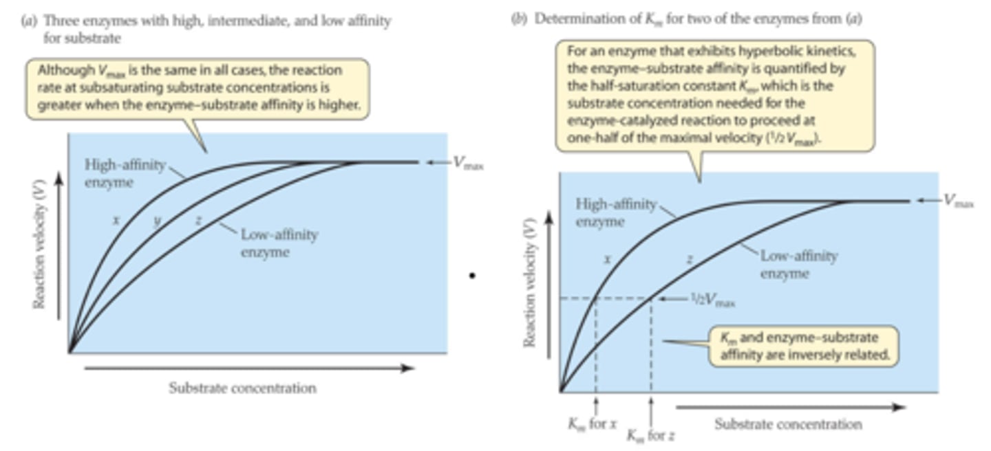 <p>An enzyme with a high Km is not normally saturated with substrate and its activity will vary as the concentration of substrate varies, so that the rate of formation of product will depend on the availability of substrate.</p>