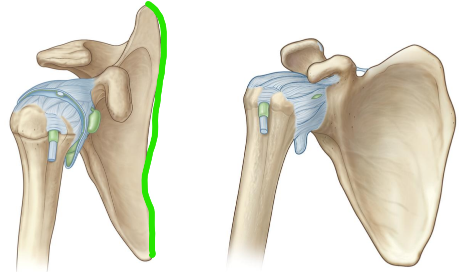 <p>what bone and border is this?</p>