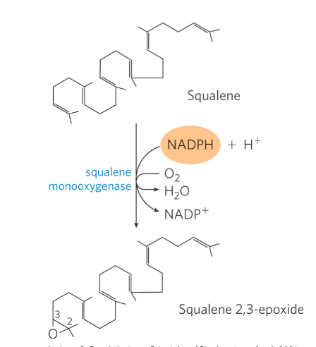 <p><span style="background-color: transparent;">Conversion of squalene to the four-ring steroid nucleus</span></p><ul><li><p><span style="background-color: transparent;">Squalene monoocygenase = adds one oxygen atom from O<sub>2</sub> to the end of the squalene chain to form squalene 2,3-epoxide</span></p><ul><li><p><span style="background-color: transparent;">Mixed-function oxidase</span></p></li><li><p><span style="background-color: transparent;">Requires NADPH</span></p></li></ul></li><li><p><span style="background-color: transparent;">Cyclization of squalene 2,3-epoxide forms lanosterol</span></p></li><li><p><span style="background-color: transparent;">A series of approx. 20 reactions converts lanosterol to cholesterol</span></p></li><li><p><span style="background-color: transparent;">In plants, the epoxide cyclizes to other sterols, such as ergosterol</span></p></li></ul><p></p>