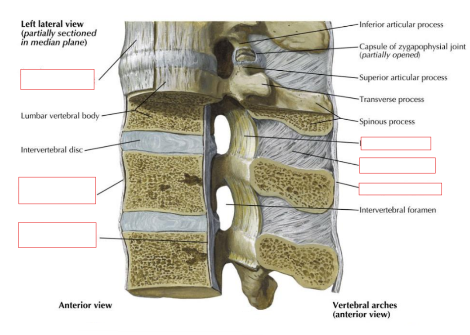 <p>Supraspinous ligament</p>