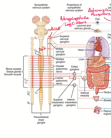 <ul><li><p>Preganglionic neurons: short B fibers secreting ACh to bind to nAChR on postanglionic neuron</p></li><li><p>Postganglionic neuron: long C fibers secreting NorE </p></li><li><p>Target Tissues: Smooth muscles, glands, cardiac myocytes with alpha 1, 2 and beta 1, 2 receptors </p></li></ul><p></p>