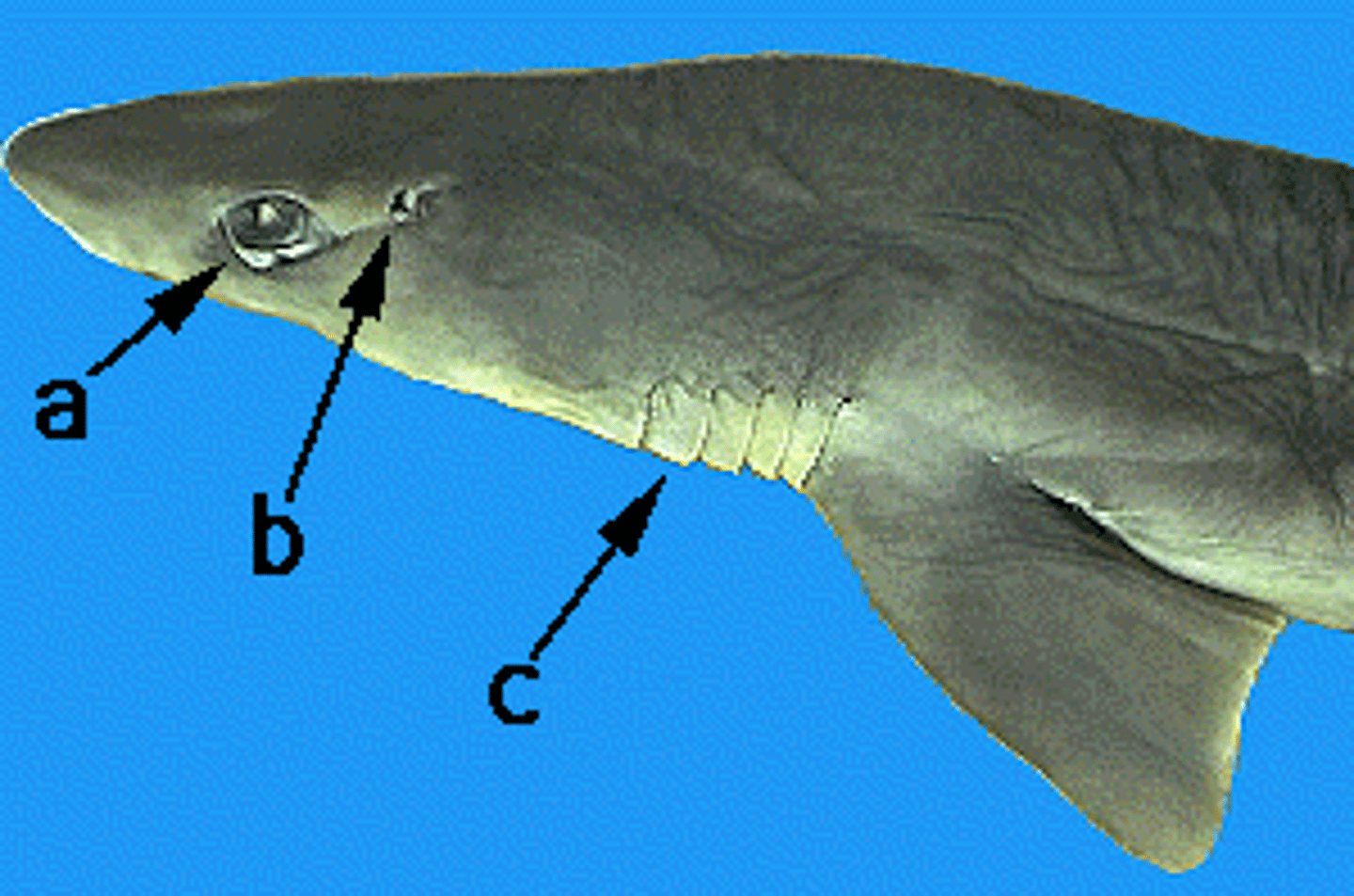 <p>Part Labeled C</p>