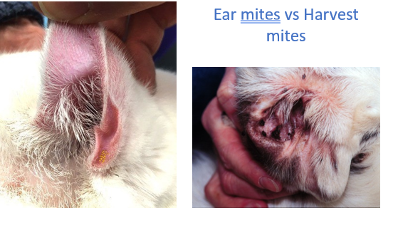 <p>harvest mites = left </p><p>ear mites = right </p>