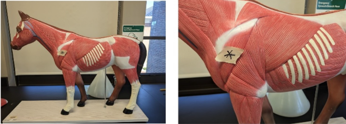 <p>What muscle is denoted with a star? </p>