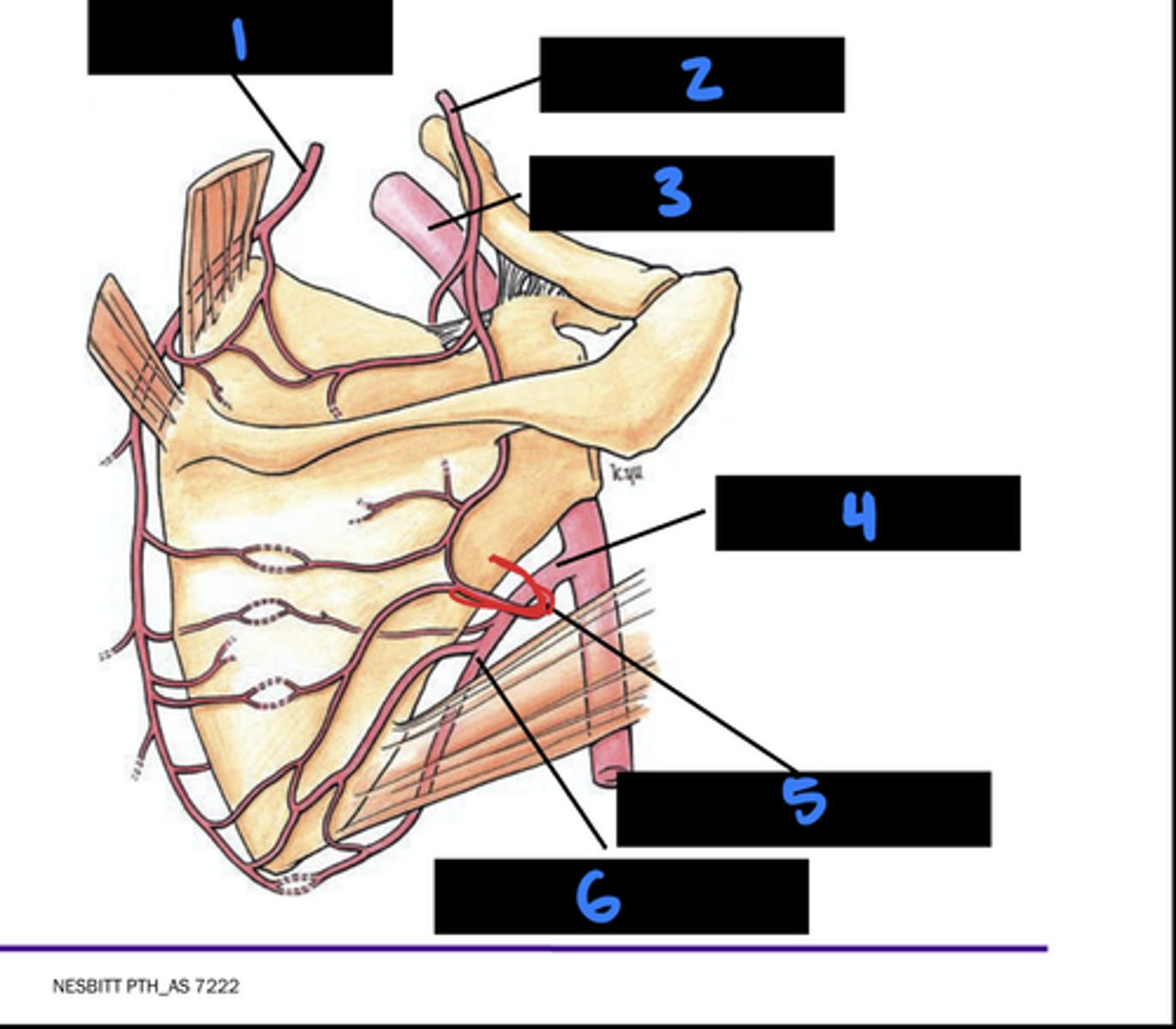 <p>what is artery 1?</p>
