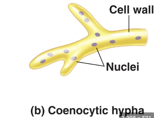 <p>The hyphae in Zygomycota are coenocytic or aseptate.&nbsp;</p>