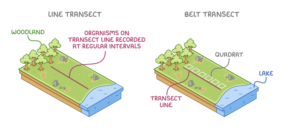 <p>Transect sampling is a method of studying the distribution of organisms in a specific area. It is typically used in systematic sampling.</p><p style="text-align: left;"><strong>Transect sampling:</strong></p><ul><li><p><strong>Mark a line (transect).</strong></p></li><li><p><strong>Take samples along this line at regular intervals.</strong></p></li></ul><p class="ql-align-left" style="text-align: left;">This lets us study how species' distributions change across different areas within a habitat, like from a woodland to a lake.</p><p class="ql-align-left" style="text-align: left;"><strong>There are two main types of transect sampling:</strong></p><ul><li><p><strong>Line transect - Samples are taken at regular intervals along a line between two points.</strong></p></li><li><p><strong>Belt transect - Samples are taken in an area along a line or between two parallel lines, by using quadrats placed either side by side (continuous) or at regular intervals (interrupted).</strong></p></li></ul><p></p>