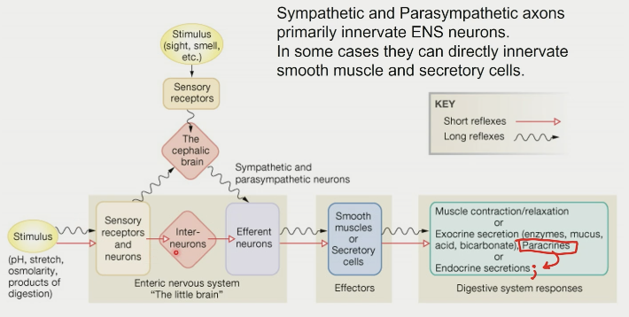 \- sympathetic and parasympathetic axons primarily innervate ENS neurons

\- sometimes can directly innervate smooth muscle and secretory cells

\- gut has taste receptors LOL?