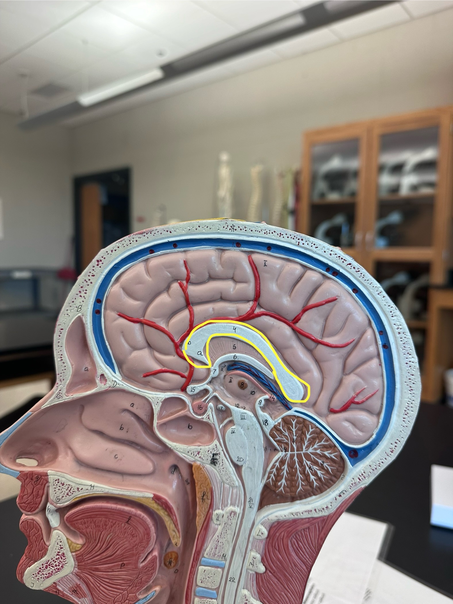 <p>What does the yellow circle indicate on the human brain?</p>