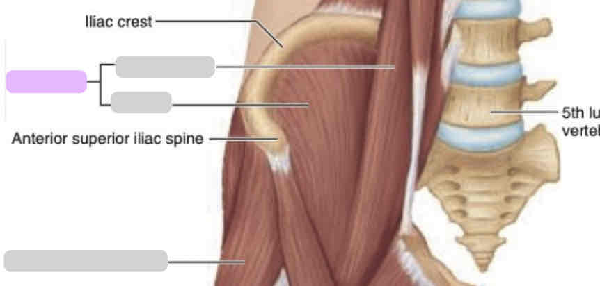 <p>Anterior thigh (superficial)</p>