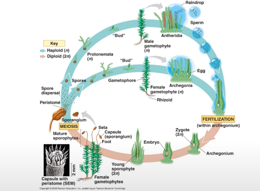 <p>Fertilization occurs in the archegonium that is diploid (2n0 that hold the zygote→ which becomes the embryo and the sporophyte (spore made by the plant) is formed by mitosis and the sporophyte generation grows out of the archegonium. The spores are produced by sporangium that undergo meiosis </p><p>After <u>meiosis</u> some of the spores will develop into a archegonium and the antheridium gametophyte (1n) and the </p><p><strong>antheridium will develop sperm by mitosis and the archegonium will produce egg by mitosis </strong></p><p>Water needed to reproduce since they are flagellated in order to swim up and down to the archegonium.</p>