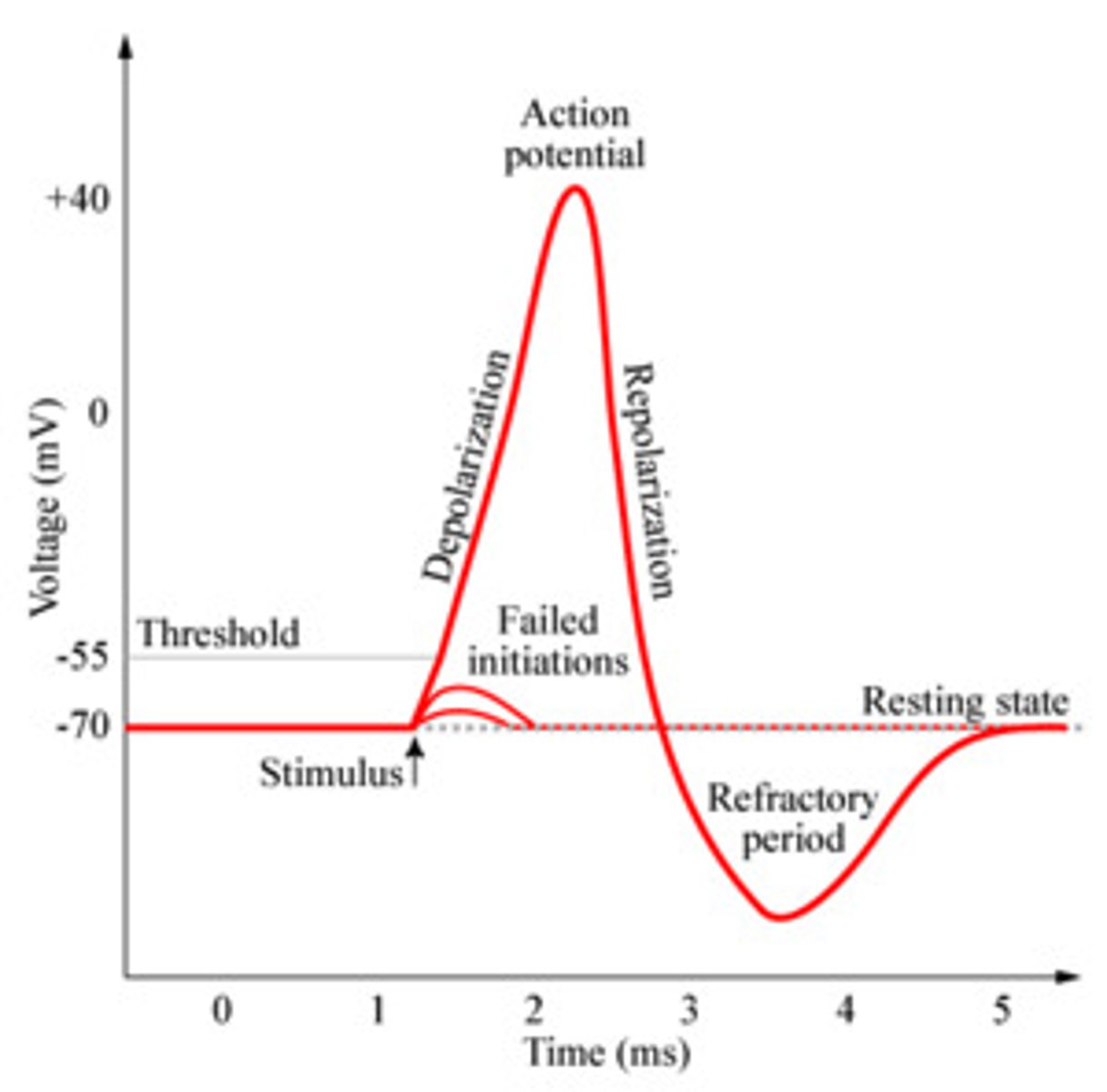 <p>The minimum membrane potential that must be reached in order for an action potential to be generated = -55 mV</p>