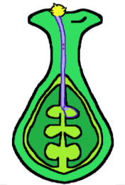 <p>Pollen grain travels down the <strong>pollen tube (style) </strong>for fertilization.</p>