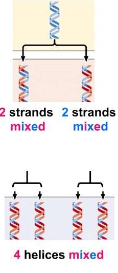 2 strands mixed