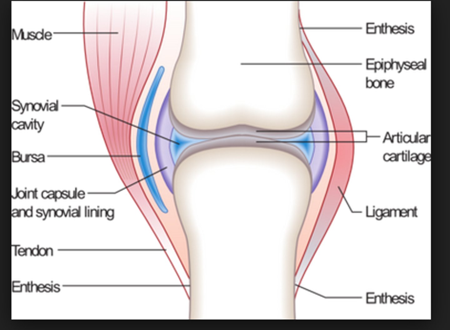 <p>1. articular cartilage</p><p>2. synovium</p><p>3. joint capsule</p><p>4. synovial fluid</p>